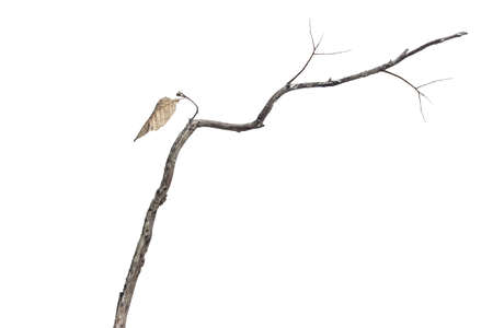 dry dead branch isolated on white backgroundの写真素材