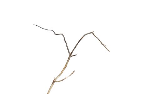 dry dead branch isolated on white backgroundの写真素材