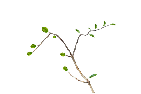 beautiful real leaves, isolated on white backgroundの写真素材