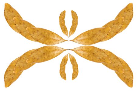Dry leaves isolated on white background.の写真素材