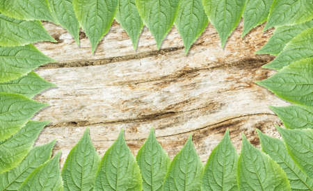 Green leaves over wooden backgroundの写真素材