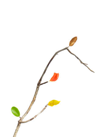 Green leaf on dry branch isolated on white background.の写真素材