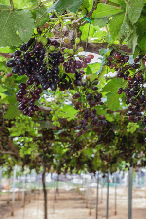 Wine grapes on the vine in gardenの写真素材