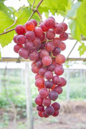 Sweet Grapes in farm with blur background.の写真素材