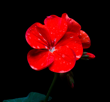 Red flower of Geranium flower on black background.