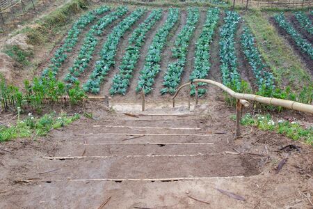 Landscape at Phu Tub Bergh hill, Thailand. Beautiful place of cabbage field.の写真素材