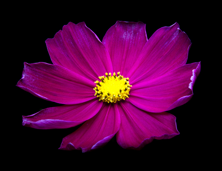 Purple Cosmos flowers against black background.の写真素材