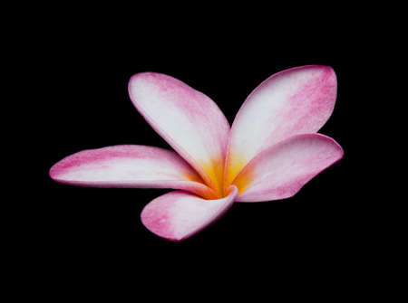 The single Plumeria, Frangipani , Pagoda tree, Temple tree on black background Isolatedの写真素材