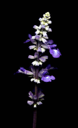 Purple flower with black background.の写真素材