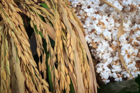 Golden rice spikes with popped riceの写真素材