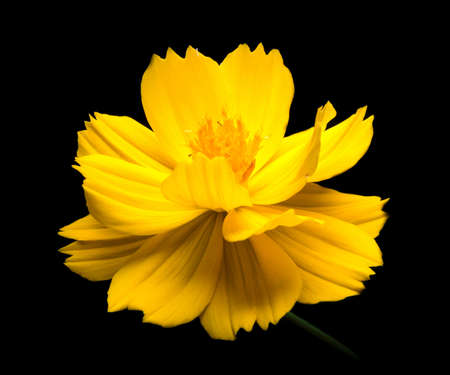 yellow Cosmos flowers against black background.の写真素材