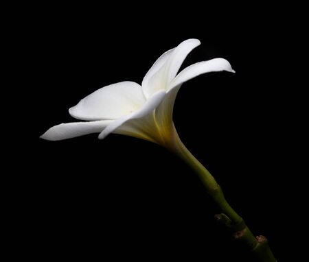 The single Plumeria, Frangipani , Pagoda tree, Temple tree on black background Isolatedの写真素材