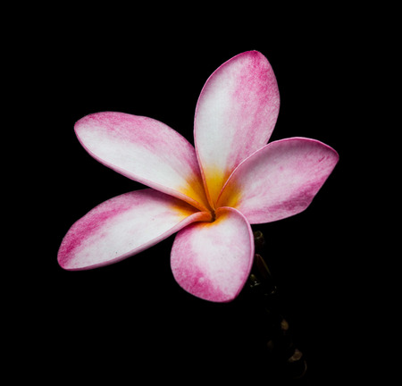 The single Plumeria, Frangipani , Pagoda tree, Temple tree on black background Isolatedの写真素材