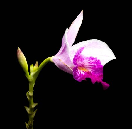 Doritis ground orchid Phalaenopsis Esmeralda on black backgroundの写真素材
