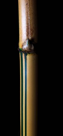 Part of thai yellow bamboo forest on blackの写真素材