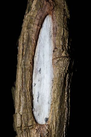 Colorful bark of weathered wound on tree, closeup on blackの写真素材