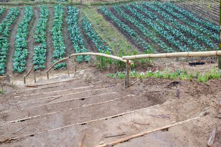 Landscape at Phu Tub Bergh hill, Thailand. Beautiful place of cabbage field.の写真素材