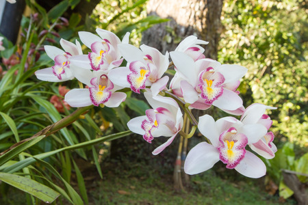 Flowers of cymbidium orchid in gardenの写真素材