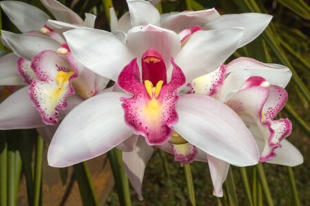 Flowers of cymbidium orchid in gardenの写真素材