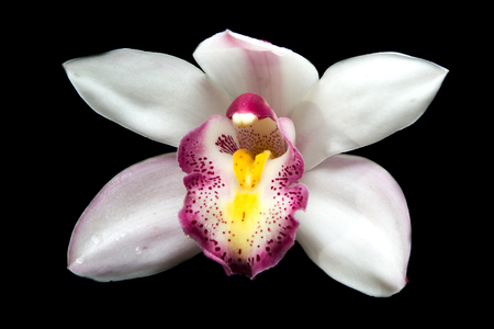 Beautiful white Cymbidium orchid flowers over black backgroundの写真素材