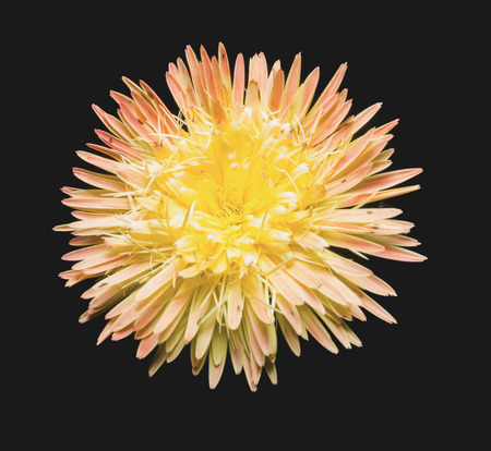 Gerbera flower on black backgroundの写真素材