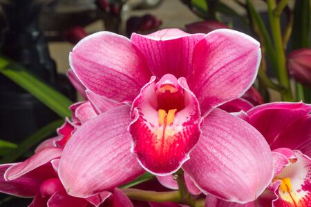 Flowers of cymbidium orchid in gardenの写真素材