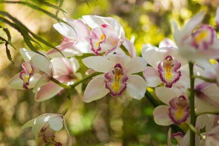 Flowers of cymbidium orchid in gardenの写真素材