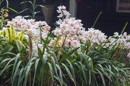 Flowers of cymbidium orchid in gardenの写真素材