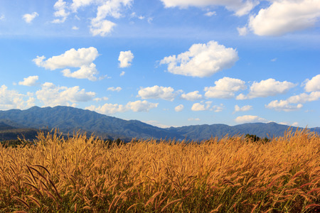 dry meadow against the backdrop of autumn trees and blue sky with cloudsの写真素材