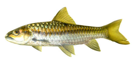 Mahseer Barb or Neolissochilus stracheyi in Cyprinidae isolated on white background.の写真素材