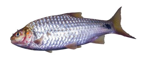 Barbodes gonionotus or Silver barb fishの写真素材