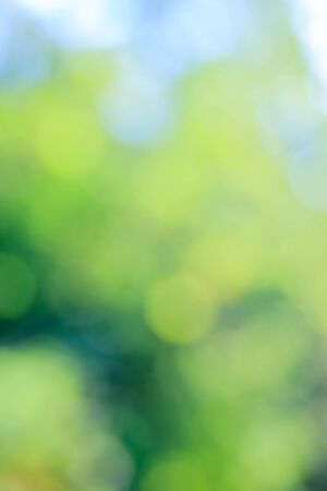 Sunny abstract green nature background, selective focus.の写真素材