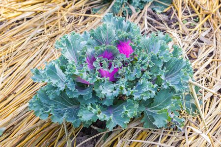 Cabbage brassica oleracea plant leavesの写真素材