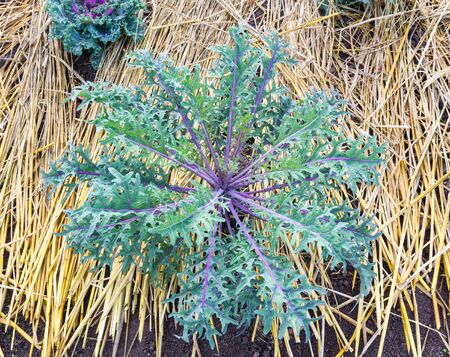 Cabbage brassica oleracea plant leavesの写真素材