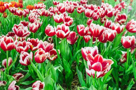 tulip garden in natureの写真素材