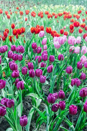 tulip garden in natureの写真素材