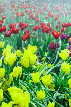 tulip garden in natureの写真素材