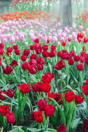 tulip garden in natureの写真素材