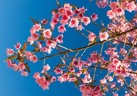 Thailand Sakura pink flower with blue sky in ChiangMai, Thailandの写真素材