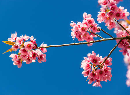 Thailand Sakura pink flower with blue sky in ChiangMai, Thailandの写真素材