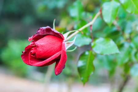 Flower of dark red rose in a garden closeup. Selective focusの写真素材