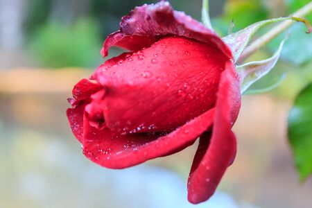 Flower of dark red rose in a garden closeup. Selective focusの写真素材