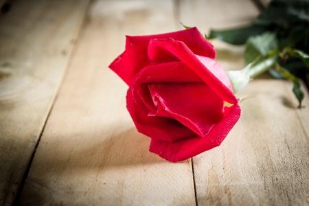 Red roses and wedding rings  on wooden backgroundの写真素材
