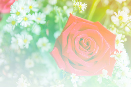 Abstract sweet fantasy flower with colourful filters in soft focus and blur style for backgroundの写真素材