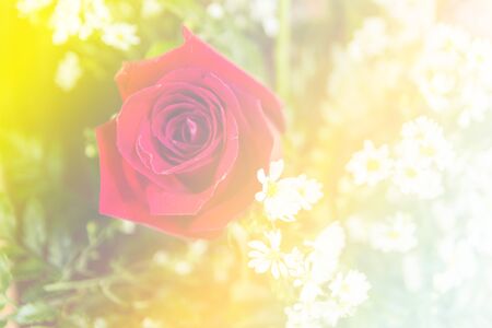 Abstract sweet fantasy flower with colourful filters in soft focus and blur style for backgroundの写真素材