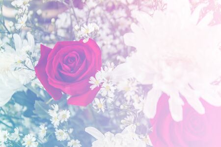 Abstract sweet fantasy flower with colourful filters in soft focus and blur style for backgroundの写真素材