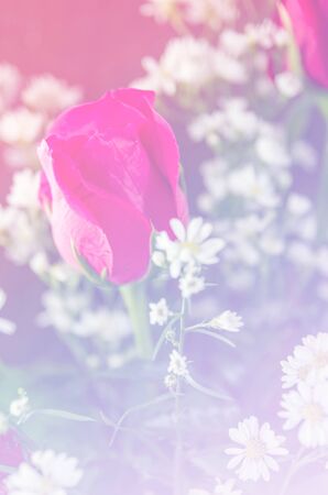Abstract sweet fantasy flower with colourful filters in soft focus and blur style for backgroundの写真素材