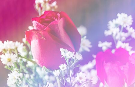 Abstract sweet fantasy flower with colourful filters in soft focus and blur style for backgroundの写真素材