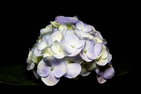 White hydrangea over black background.の写真素材