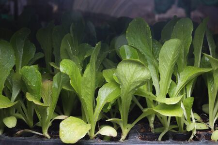 Kale seedlings vegetable in plastic tray